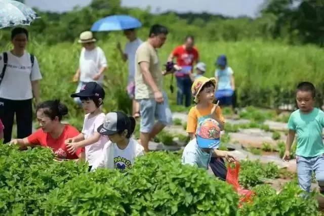 陇南成县：猕猴桃成熟果飘香