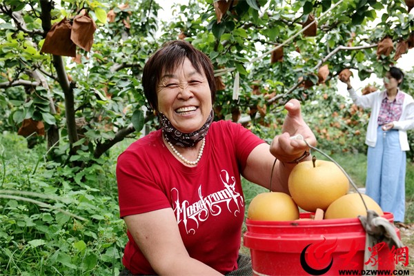山东惠民：金秋果园绘就丰收图