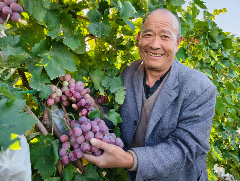 金川区双湾镇天生炕村：城郊采摘园结出“致富果”