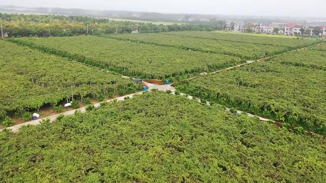 秋天“水果之王”熟了！就在熊河这里快去采摘……